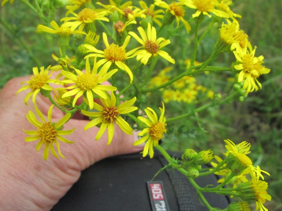 gele bloeiende bloemen overal in Zuid Drenthe